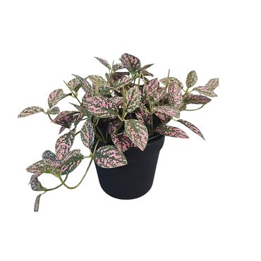 Artificial Plant - Fittonia In Pot
