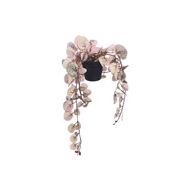 Artificial Plant - Ceropegia Woodii Pot