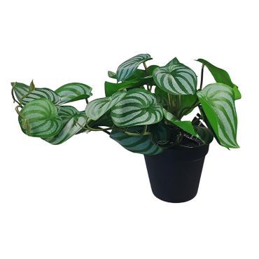 Artificial Plant - Pepperomia Pot